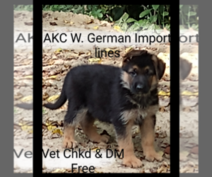 German Shepherd Dog Puppy for sale in TERRE HAUTE, IN, USA