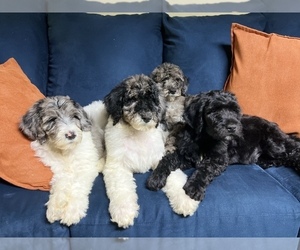 Miniature Labradoodle Puppy for sale in PISCATAWAY, NJ, USA