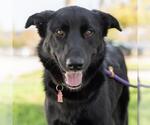 Small Photo #3 Labrador Retriever-Unknown Mix Puppy For Sale in San Diego, CA, USA