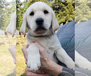 Labrador Retriever Puppy for sale in OLYMPIA, WA, USA