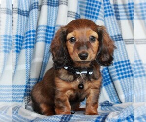 Dachshund Puppy for sale in MORGANTOWN, PA, USA