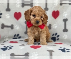 Cocker Spaniel-Poodle (Miniature) Mix Puppy for sale in LAKELAND, FL, USA