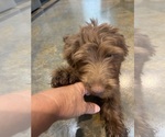 Small #2 F2 Aussiedoodle
