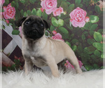 Small Photo #3 Pug Puppy For Sale in WARSAW, IN, USA