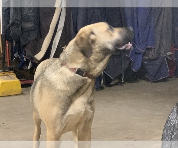 Medium Photo #12 Great Dane-Labrador Retriever Mix Puppy For Sale in CHESAPEAK BCH, MD, USA