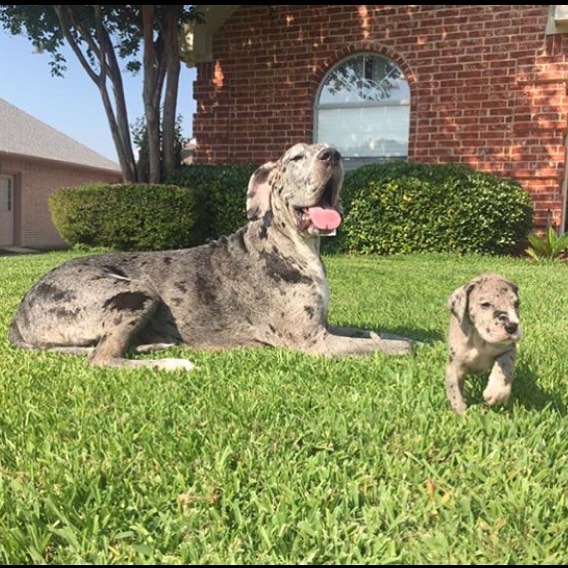 Medium Photo #1 Great Dane Puppy For Sale in FORNEY, TX, USA