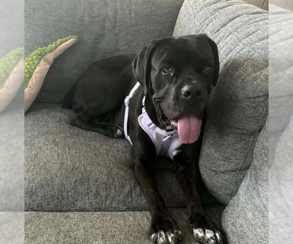 Medium Photo #1 Mutt Puppy For Sale in Las Vegas, NV, USA