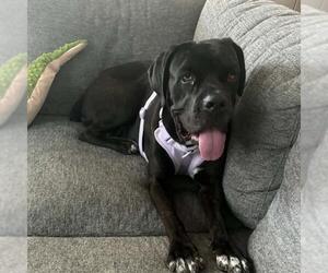 Mutt Dogs for adoption in Las Vegas, NV, USA
