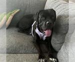 *SIMONE - Female Mutt Dog for Adoption - Small photo