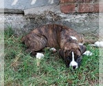 Puppy Puppy 7 Boxer