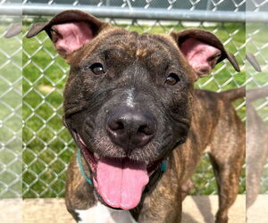 American Pit Bull Terrier-Unknown Mix Dogs for adoption in Jefferson, WI, USA