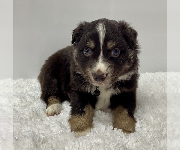 Full screen Photo #2 Australian Shepherd Puppy For Sale in NEOSHO, MO, USA