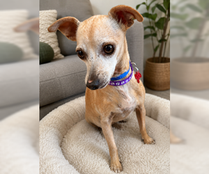 Ravioli - Female Chiweenie Dog for Adoption - Photo #5