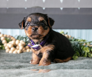 Medium Yorkshire Terrier