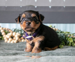 Puppy Oakley Yorkshire Terrier