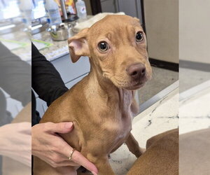 Chipin Dogs for adoption in Lodi, CA, USA
