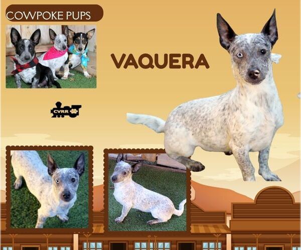 Medium Photo #1 Mutt Puppy For Sale in Lindsay, CA, USA