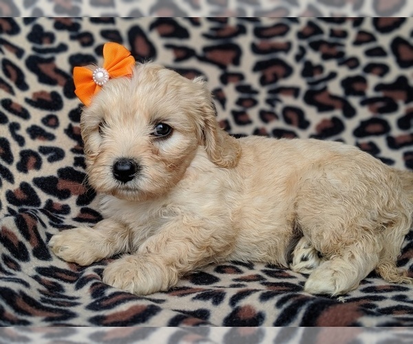 Medium Photo #5 Cavachon Puppy For Sale in LANCASTER, PA, USA