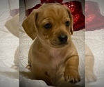 Small Photo #6 Chiweenie Puppy For Sale in SPARKS, NV, USA