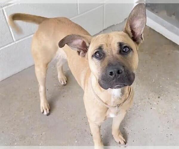 Medium Photo #2 Black Mouth Cur-Unknown Mix Puppy For Sale in Houston, TX, USA