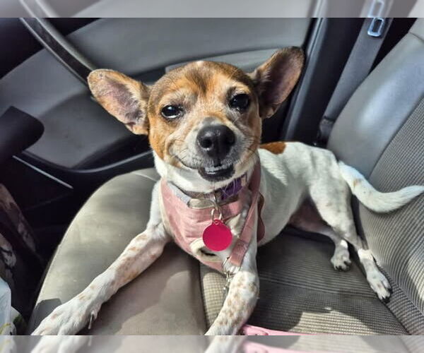 Medium Photo #3 Rat Terrier Puppy For Sale in Atlanta, GA, USA