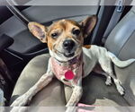 Small #2 Rat Terrier