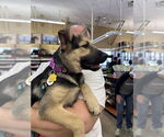 Small #1 German Shepherd Dog Mix