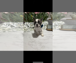 Puppy Moomoo French Bulldog
