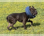 Small #1 American Bulldog Mix