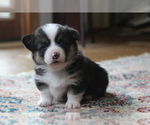 Small #14 Pembroke Welsh Corgi