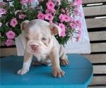 Small #7 English Bulldog