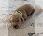 Small #3 Goldendoodle