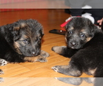 Small Photo #11 German Shepherd Dog Puppy For Sale in TACOMA, WA, USA
