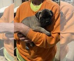 Puppy Goliath Bullmastiff