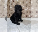 Small Photo #17 Poodle (Standard) Puppy For Sale in RALEIGH, NC, USA