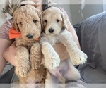 Small Photo #3 Goldendoodle Puppy For Sale in FOLSOM, CA, USA