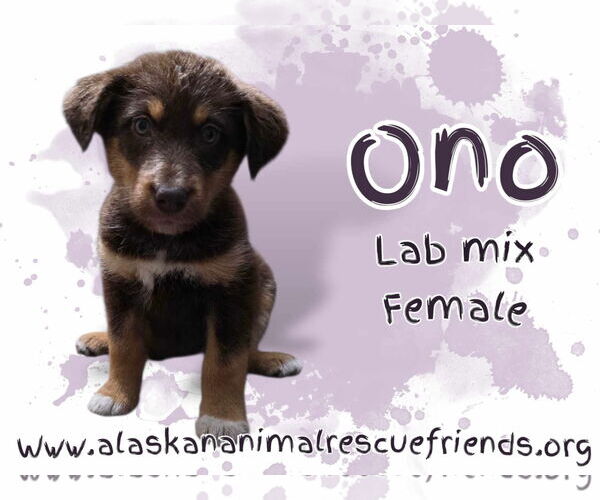 Medium Photo #1 Huskies -Labrador Retriever Mix Puppy For Sale in Anchorage, AK, USA
