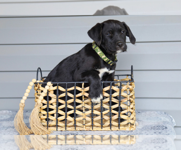 Medium Photo #1 Bernedoodle-Labrador Retriever Mix Puppy For Sale in REED CITY, MI, USA