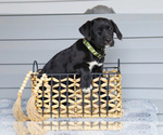 Puppy Tip Bernedoodle-Labrador Retriever Mix