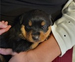 Small Photo #4 Rottweiler Puppy For Sale in NARVON, PA, USA