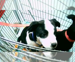 Mutt Dogs for adoption in Tulsa, OK, USA