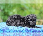 Small #7 Poodle (Toy)