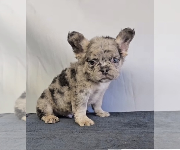 Medium Photo #5 French Bulldog Puppy For Sale in PHOENIX, AZ, USA