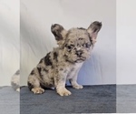 Small #4 French Bulldog