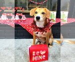 Small #8 Beagle Mix