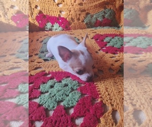 Chihuahua Puppy for sale in POWHATAN, VA, USA