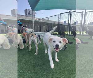 Chihuahua-Chow Chow Mix Dogs for adoption in Houston, TX, USA