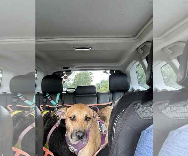 Medium Photo #3 Mutt Puppy For Sale in Shelburne, VT, USA