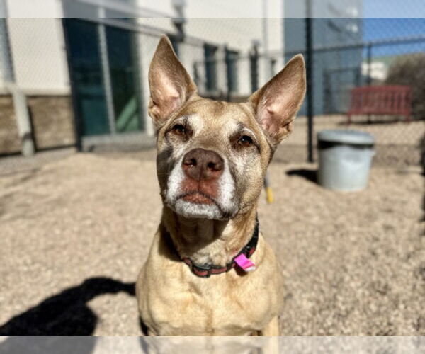 Medium Photo #2 Mutt Puppy For Sale in Fort Collins, CO, USA