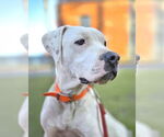 Small #4 American Pit Bull Terrier Mix